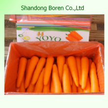 Gute Qualität China Frische Karottengröße S, M, L, 2L